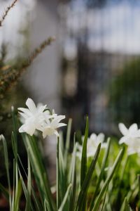 Kaboompics - White daffodil