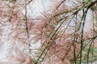 Kaboompics - Tree bloom in early Spring