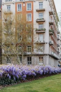 Wisteria in bloom in Madrid