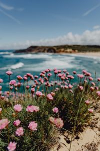Kaboompics - Cluster of Pink Flowers Growing at the Ocean's Edge, Portugal