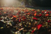 Kaboompics - Autumn leaves
