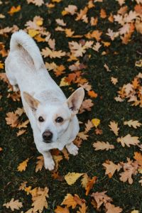 Kaboompics - Autumn walk with dogs