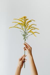 Kaboompics - A young girl holds a branch of goldenrod