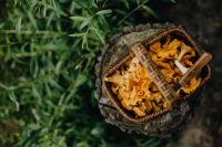 Kaboompics - Picking mushrooms chantarelle in the woods
