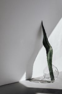 Kaboompics - Agave leaf - minimalist interior