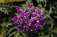 Kaboompics - Beautiful dark purple wild Aquilegia vulgaris flowers