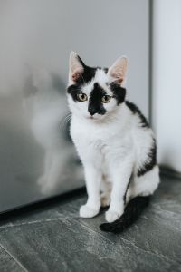 Kaboompics - Cute white kitty