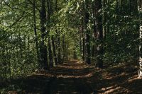 Kaboompics - Woods - forest - path - way - trees