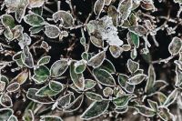 Kaboompics - Frozen leaves & twigs