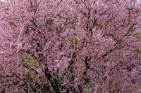 Kaboompics - Cherry plum - Prunus cerasifera