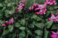 Kaboompics - Blooming clematis "Niobe" in the garden