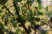 Close-ups of leaves, flowers and fruit on trees, part 1