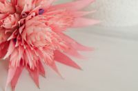 Kaboompics - Aechmea fasciata - silver vase - urn plant - Bromeliaceae - pink flower