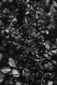 Kaboompics - Black and white photo with wet leaves - background