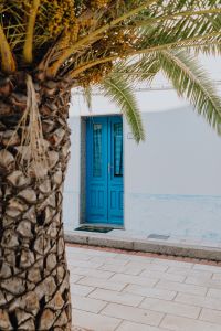 Kaboompics - Palm tree in the city, blue door