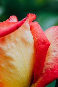Kaboompics - Rose flower