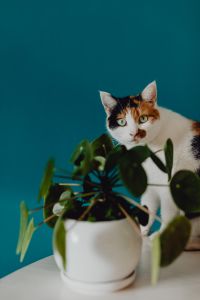 Kaboompics - Cute tricolor cat