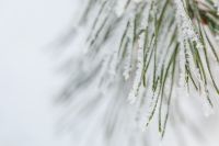Kaboompics - branch covered with snow - background - wallpaper