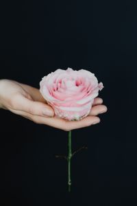 Kaboompics - Holding a pink rose