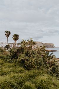 Kaboompics - Plants of Portugal