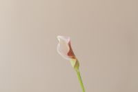Zantedeschia - arum lily - calla