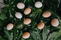 Kaboompics - Fresh eggs on the green leaves