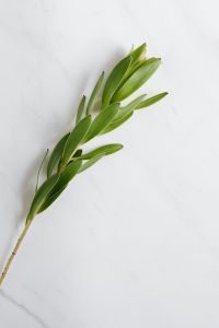 Kaboompics - Leucadendron