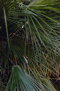 Kaboompics - Palm leaves