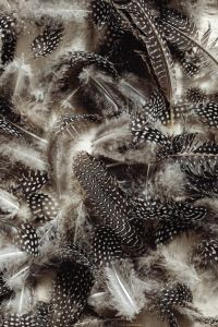 Kaboompics - Backgrounds with quail feathers