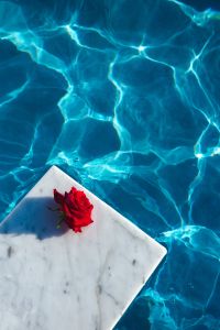 Kaboompics - Marble & fresh garden rose on the blue water of a swimming pool