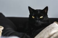 Kaboompics - Black cat