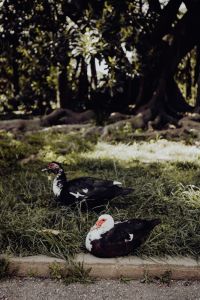 Kaboompics - Ducks in Tropical Botanical Garden in Belem, Lisbon, Portugal