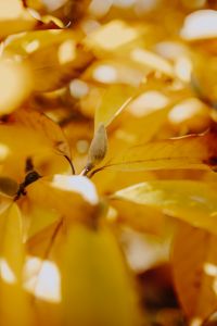 Kaboompics - Yellow leaves of magnolia in autumn