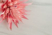 Kaboompics - Aechmea fasciata - silver vase - urn plant - Bromeliaceae - pink flower