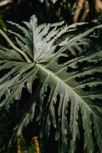Kaboompics - A wild specimen of the kris plant - Alocasia sanderiana
