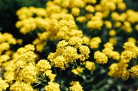 Kaboompics - Small yellow flowers
