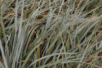Sea Grasses Blowing In Breeze - Backgrounds