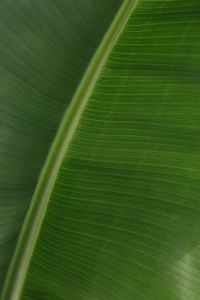 Banana Green Leaf Backgrounds