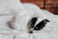 Kaboompics - Little young black and white dog on the bed