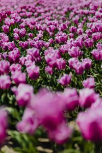 Kaboompics - Purple tulips