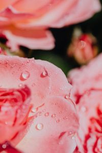 Kaboompics - Rose petals with water drops - flower