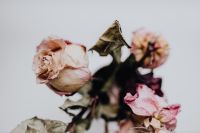 Kaboompics - Dried pink roses