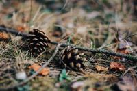 Kaboompics - Pinecones on the forest ground