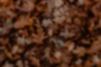Blurred background with brown leaves