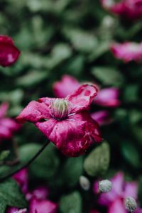 Kaboompics - Blooming clematis "Niobe" in the garden