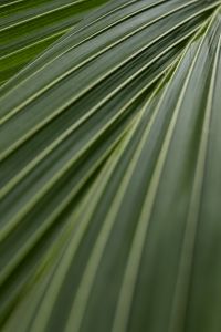 Kaboompics - Collection of free close-up images of leaves - backgrounds - wallpapers