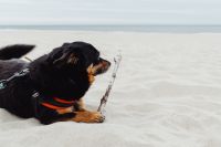 Small dogs on the beach - mixed-breed dogs