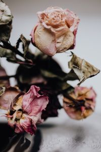 Kaboompics - Dried pink roses
