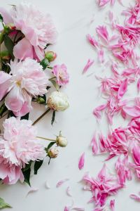 Kaboompics - Peonies on white marble background
