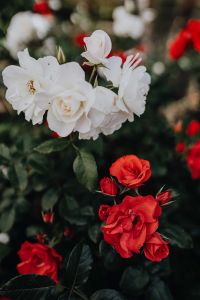 Kaboompics - White and red roses